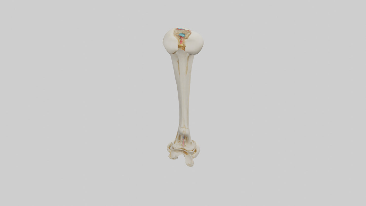 3D model Human Fibula Model VR / AR / low-poly