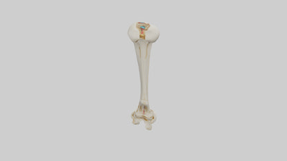 3D model Human Fibula Model VR / AR / low-poly