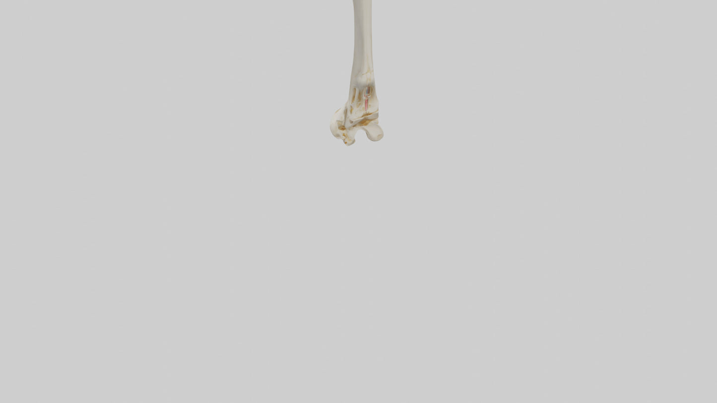 3D model Human Fibula Model VR / AR / low-poly