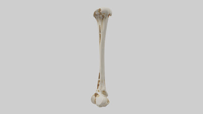 3D model Human Fibula Model VR / AR / low-poly
