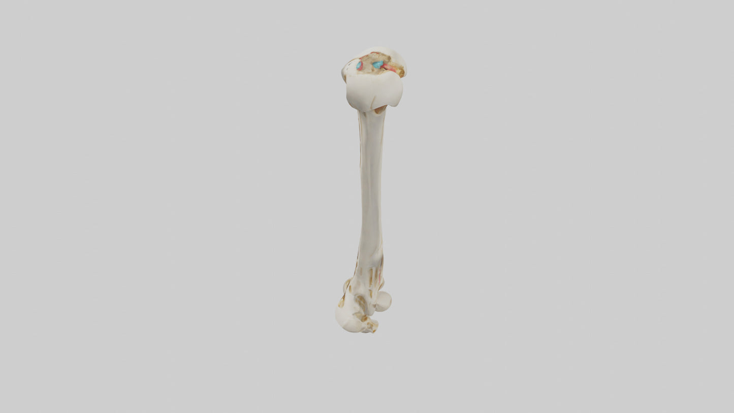 3D model Human Fibula Model VR / AR / low-poly