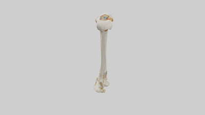 3D model Human Fibula Model VR / AR / low-poly