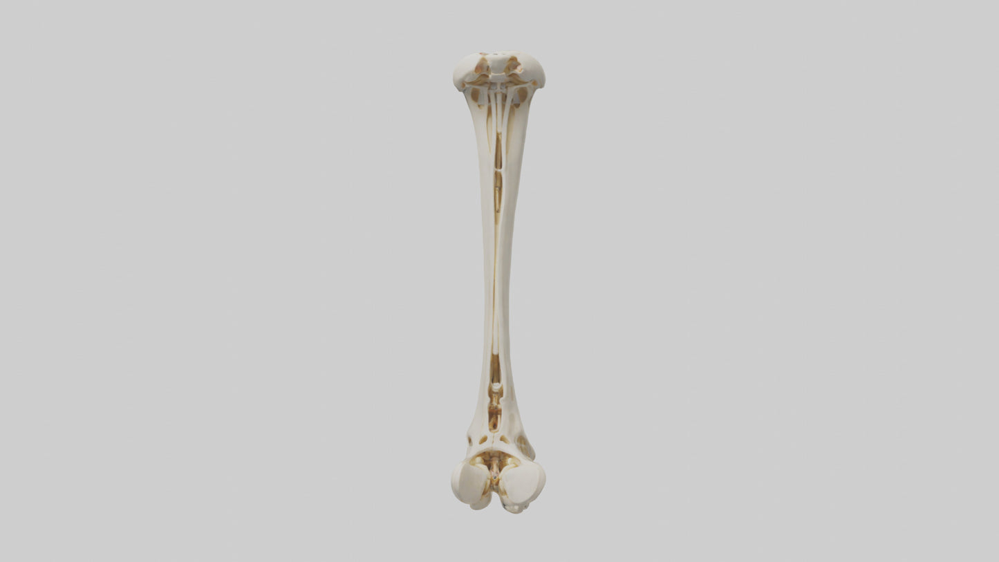3D model Human Fibula Model VR / AR / low-poly
