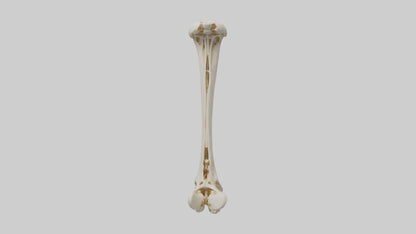 3D model Human Fibula Model VR / AR / low-poly