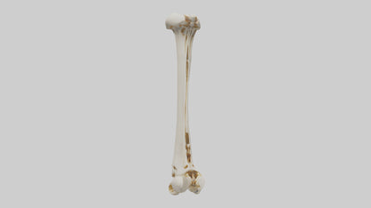 3D model Human Fibula Model VR / AR / low-poly