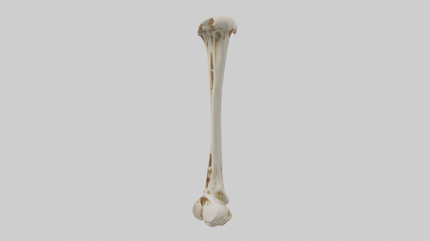 3D model Human Fibula Model VR / AR / low-poly