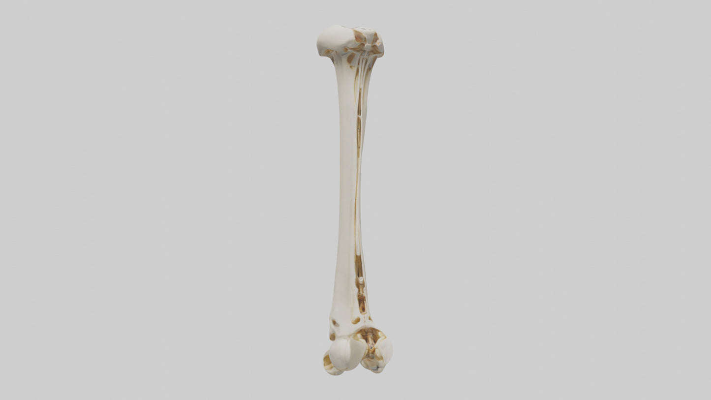 3D model Human Fibula Model VR / AR / low-poly