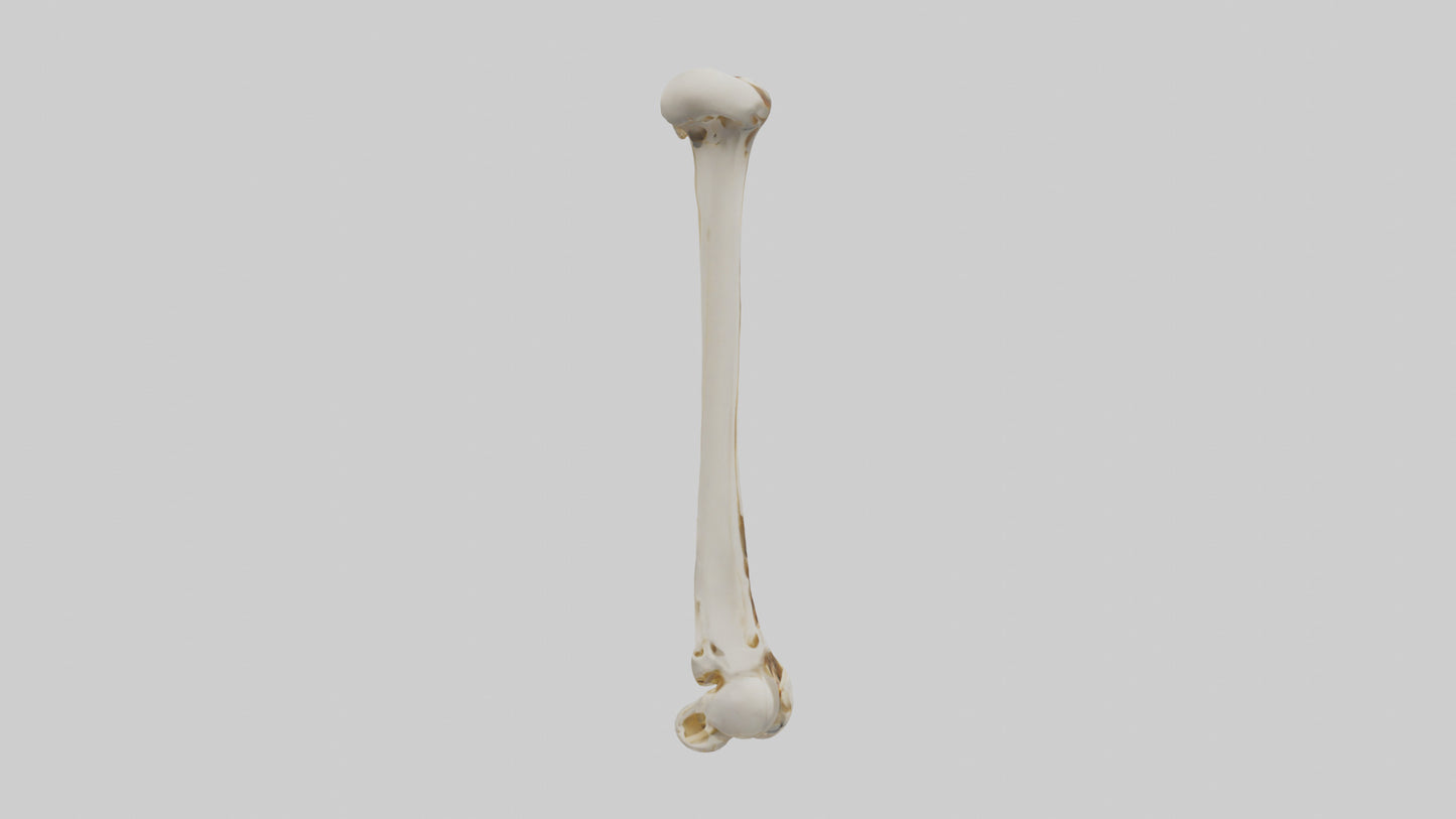 3D model Human Fibula Model VR / AR / low-poly