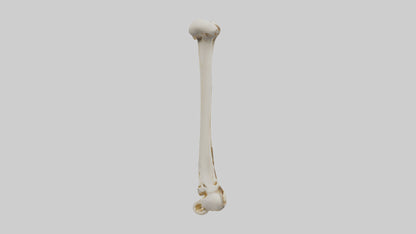 3D model Human Fibula Model VR / AR / low-poly