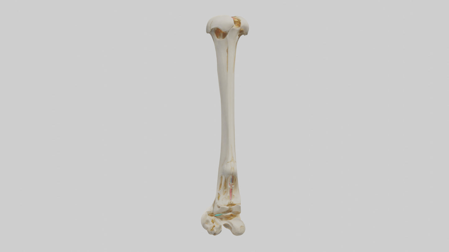 3D model Human Fibula Model VR / AR / low-poly