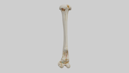 3D model Human Fibula Model VR / AR / low-poly
