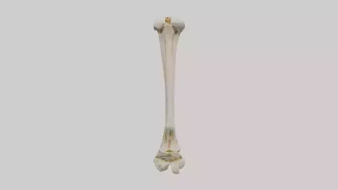 3D model Human Fibula Model VR / AR / low-poly