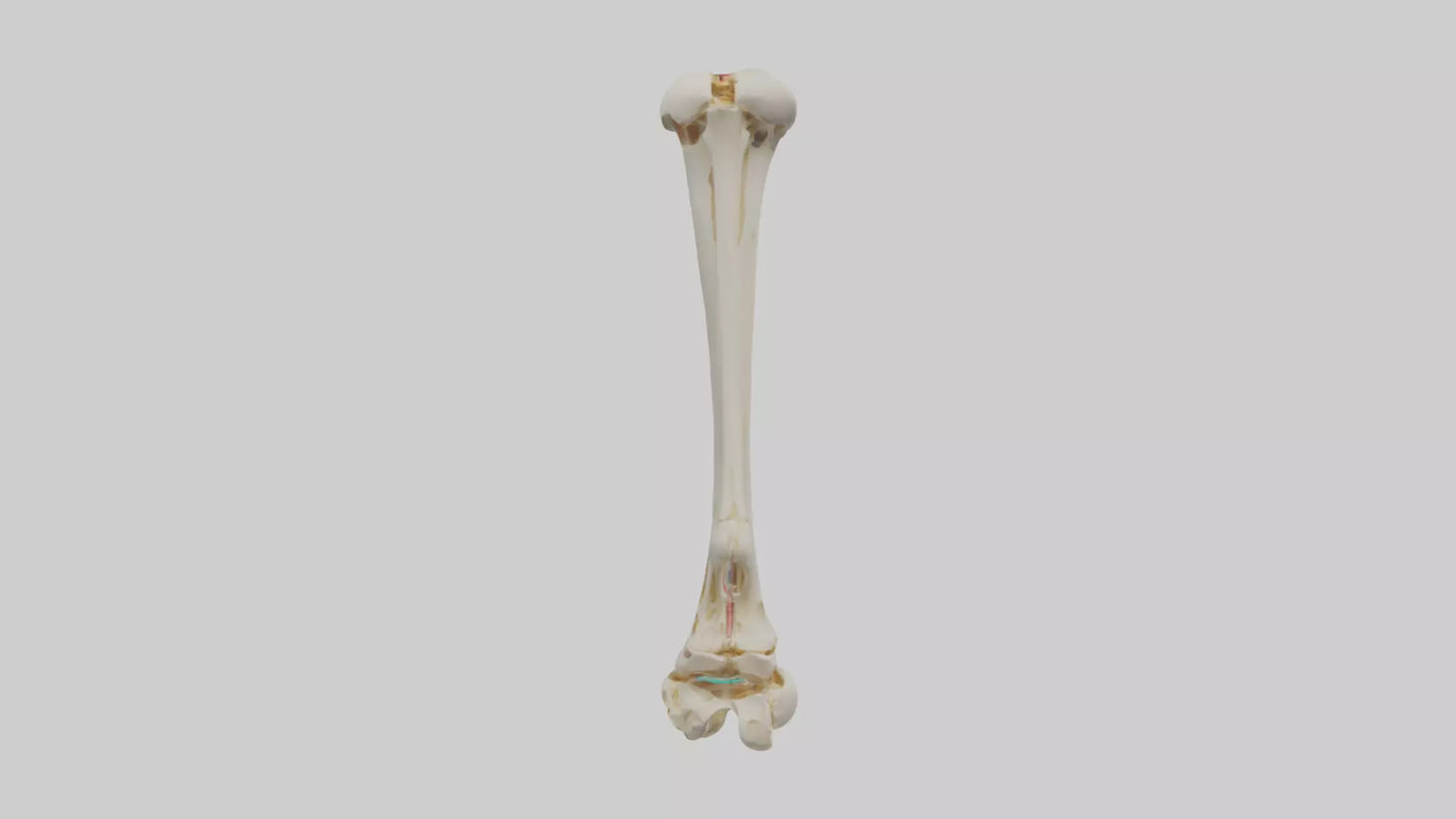 3D model Human Fibula Model VR / AR / low-poly