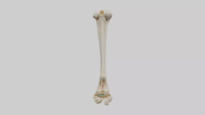 3D model Human Fibula Model VR / AR / low-poly