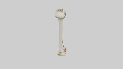 3D model Human Fibula Model VR / AR / low-poly
