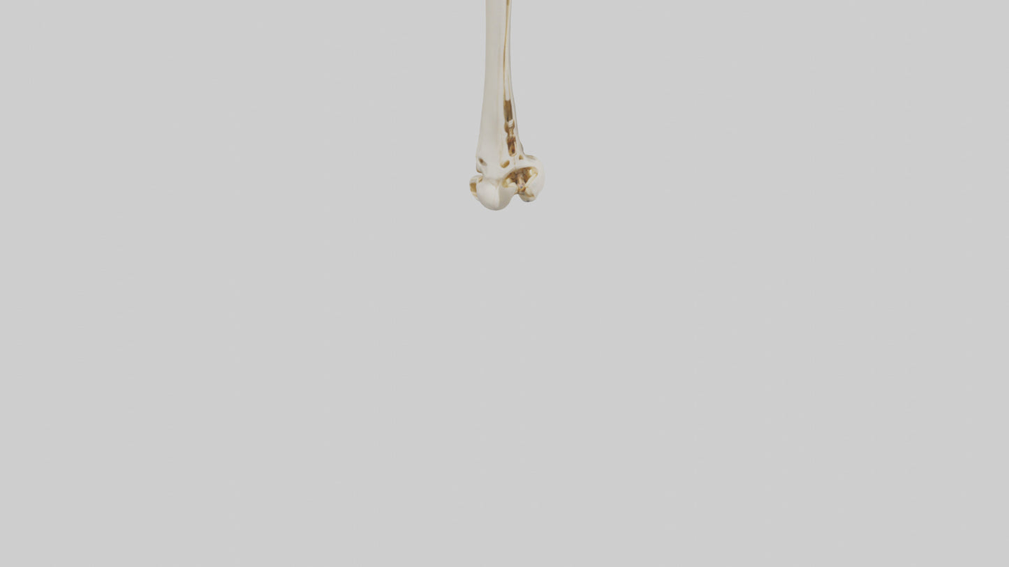 3D model Human Fibula Model VR / AR / low-poly