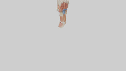 3D model Human Finger Anatomy Model VR / AR / low-poly