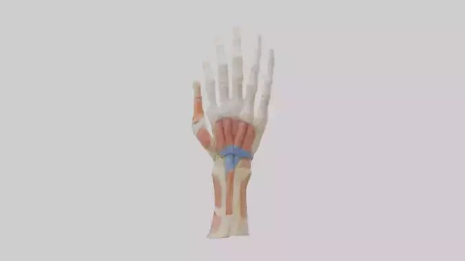 3D model Human Finger Anatomy Model VR / AR / low-poly