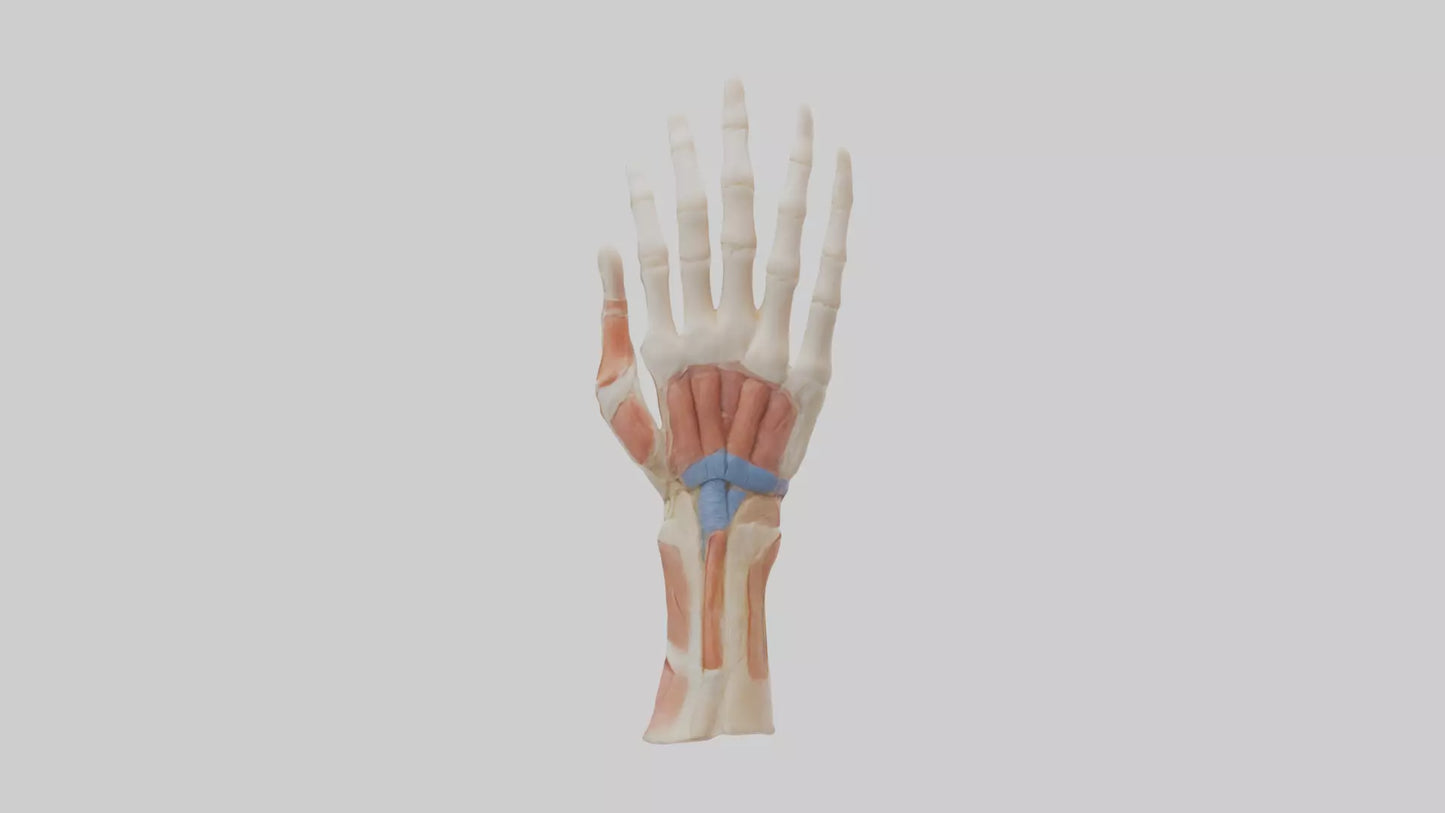 3D model Human Finger Anatomy Model VR / AR / low-poly