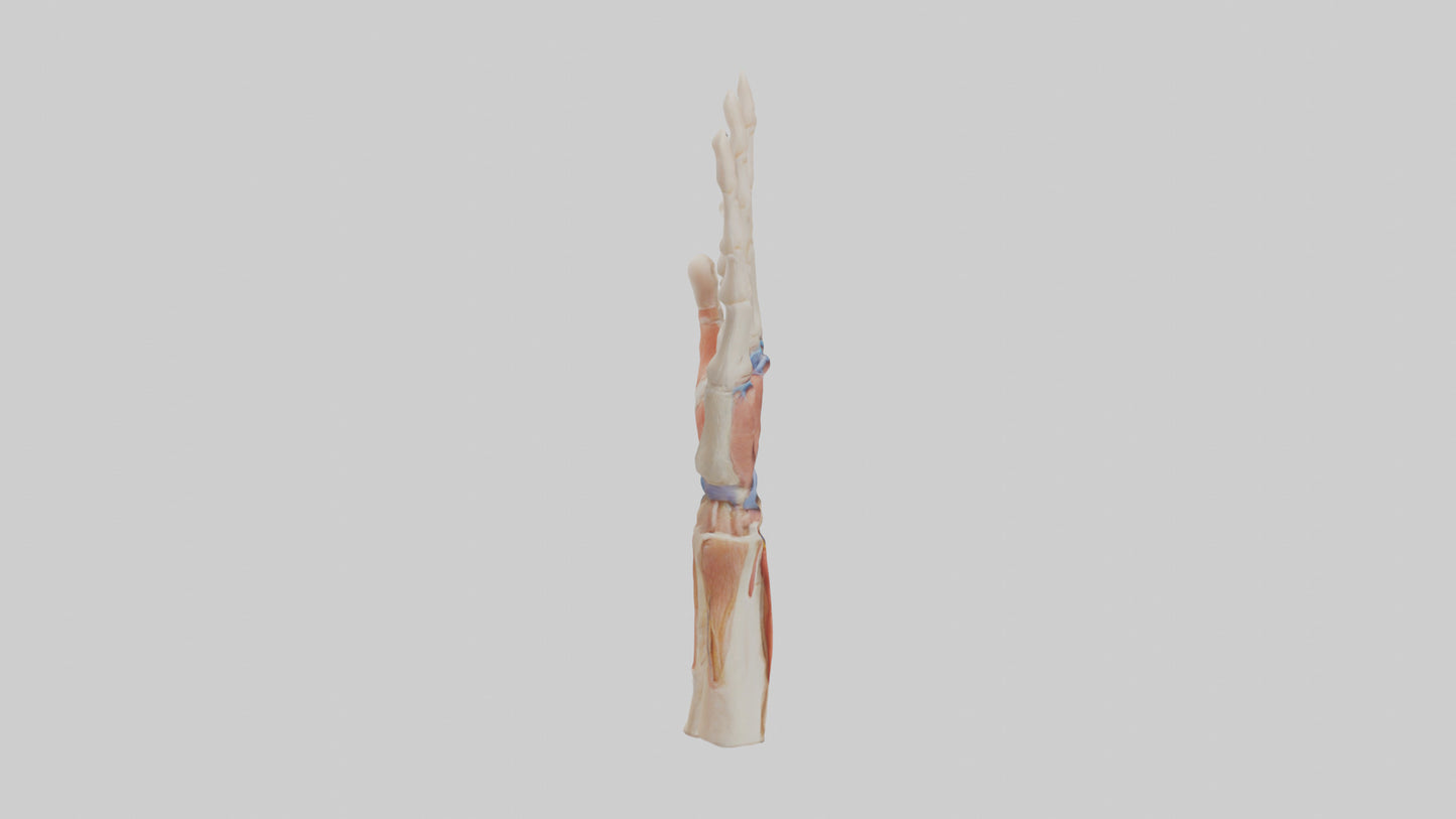 3D model Human Finger Anatomy Model VR / AR / low-poly