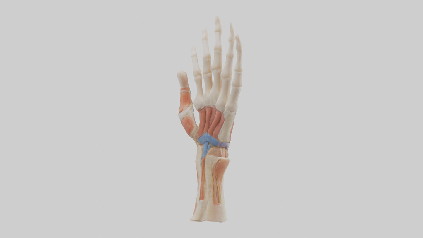 3D model Human Finger Anatomy Model VR / AR / low-poly