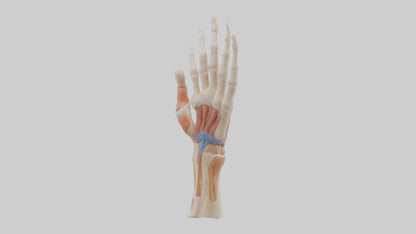 3D model Human Finger Anatomy Model VR / AR / low-poly