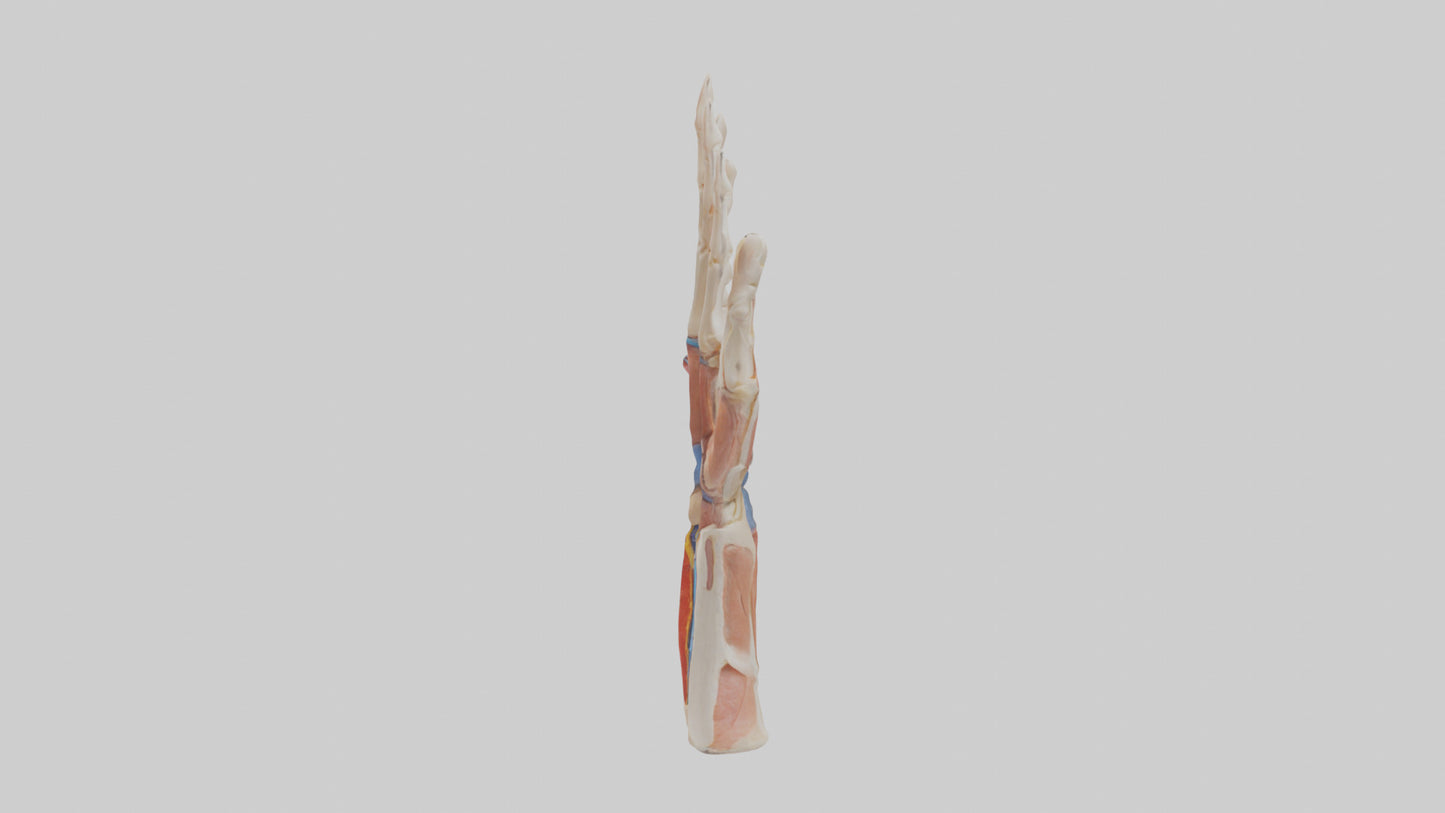 3D model Human Finger Anatomy Model VR / AR / low-poly