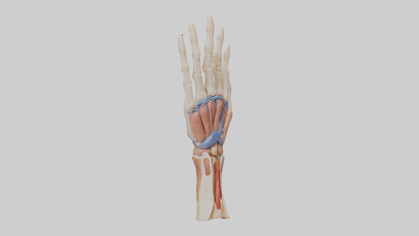 3D model Human Finger Anatomy Model VR / AR / low-poly
