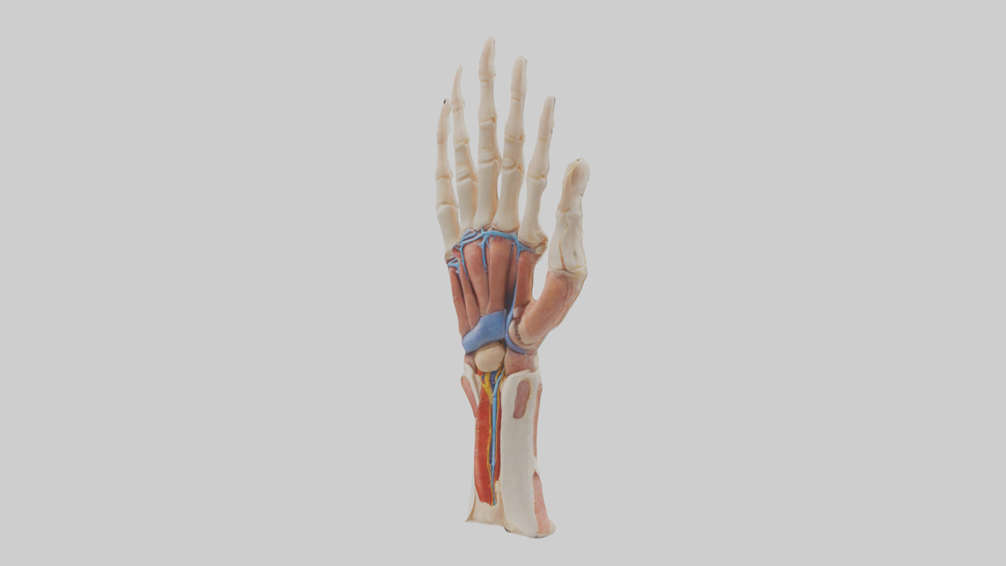 3D model Human Finger Anatomy Model VR / AR / low-poly