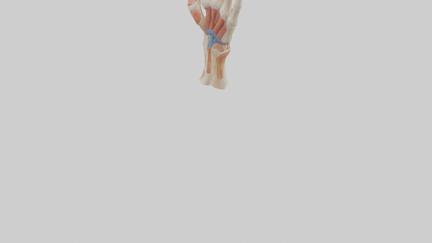 3D model Human Finger Anatomy Model VR / AR / low-poly