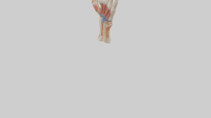 3D model Human Finger Anatomy Model VR / AR / low-poly