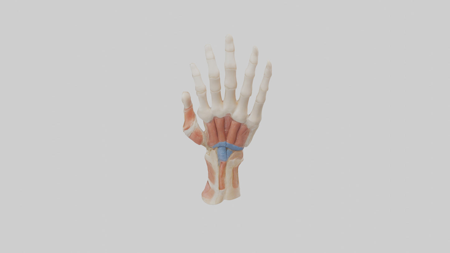 3D model Human Finger Anatomy Model VR / AR / low-poly