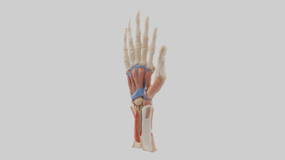 3D model Human Finger Anatomy Model VR / AR / low-poly
