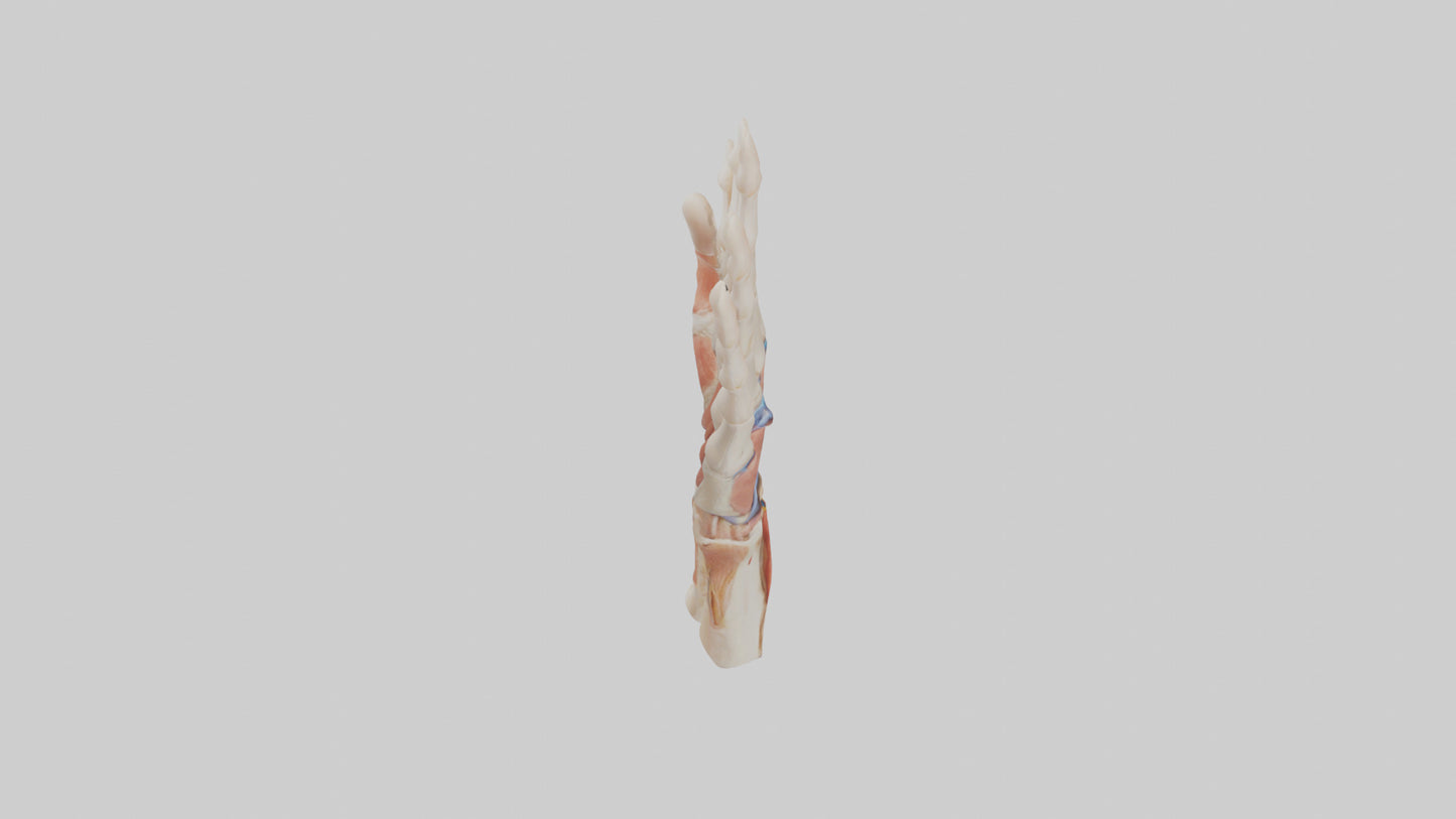 3D model Human Finger Anatomy Model VR / AR / low-poly