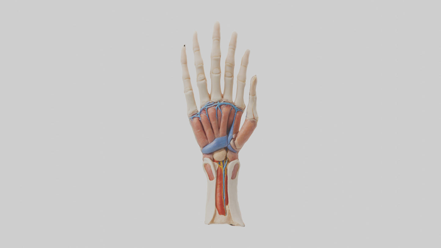 3D model Human Finger Anatomy Model VR / AR / low-poly