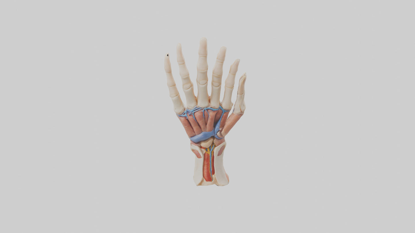 3D model Human Finger Anatomy Model VR / AR / low-poly