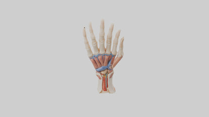 3D model Human Finger Anatomy Model VR / AR / low-poly