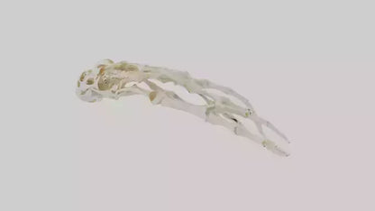 Human Finger Skeleton model VR / AR / low-poly