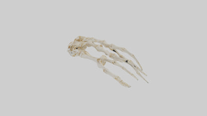 Human Finger Skeleton model VR / AR / low-poly