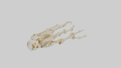 Human Finger Skeleton model VR / AR / low-poly