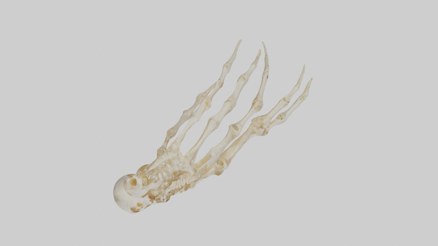Human Finger Skeleton model VR / AR / low-poly