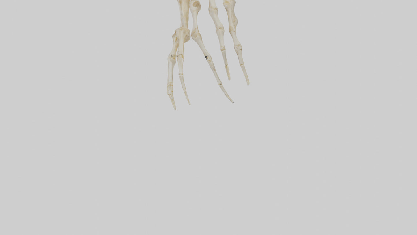 Human Finger Skeleton model VR / AR / low-poly