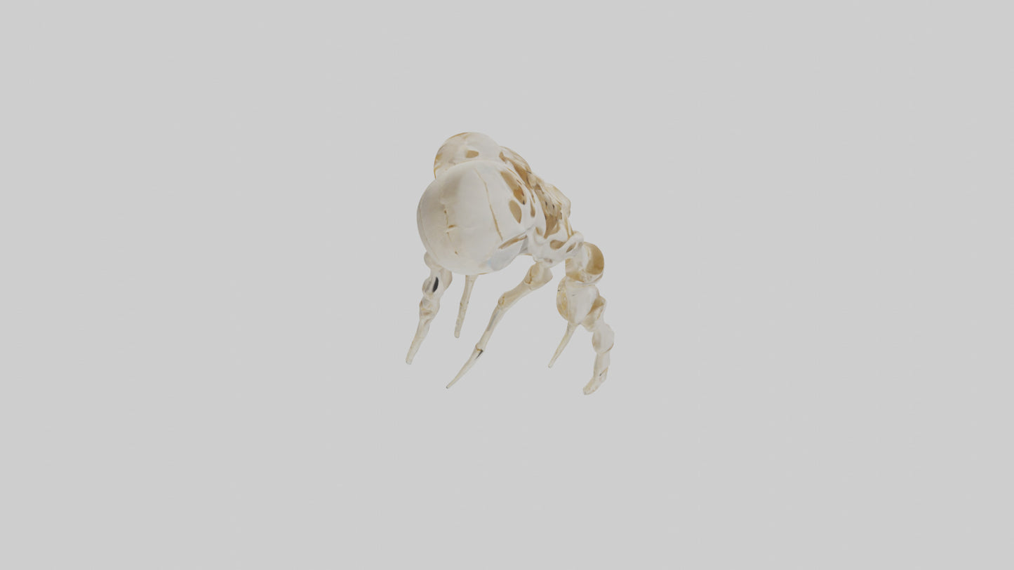 Human Finger Skeleton model VR / AR / low-poly
