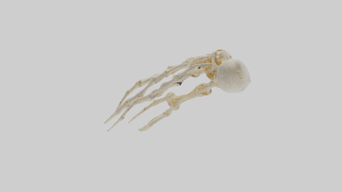 Human Finger Skeleton model VR / AR / low-poly