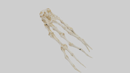 Human Finger Skeleton model VR / AR / low-poly