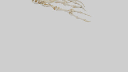 Human Finger Skeleton model VR / AR / low-poly