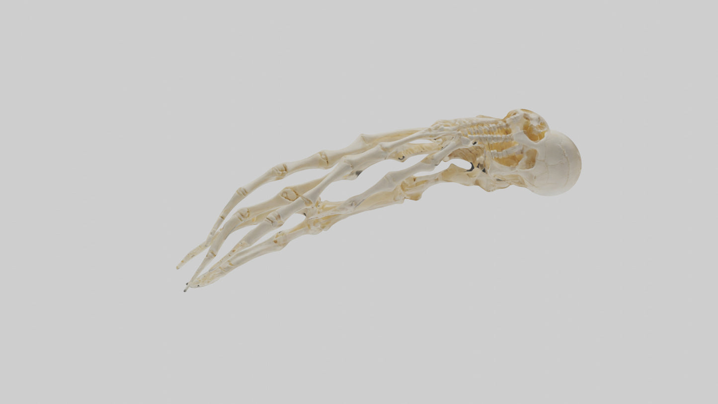 Human Finger Skeleton model VR / AR / low-poly