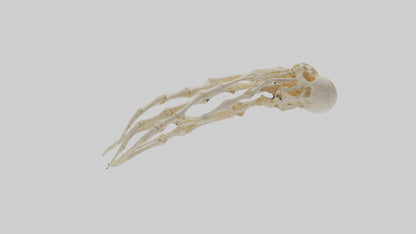 Human Finger Skeleton model VR / AR / low-poly