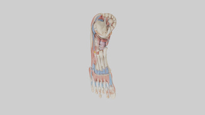 Human Foot Anatomy Model VR / AR / low-poly