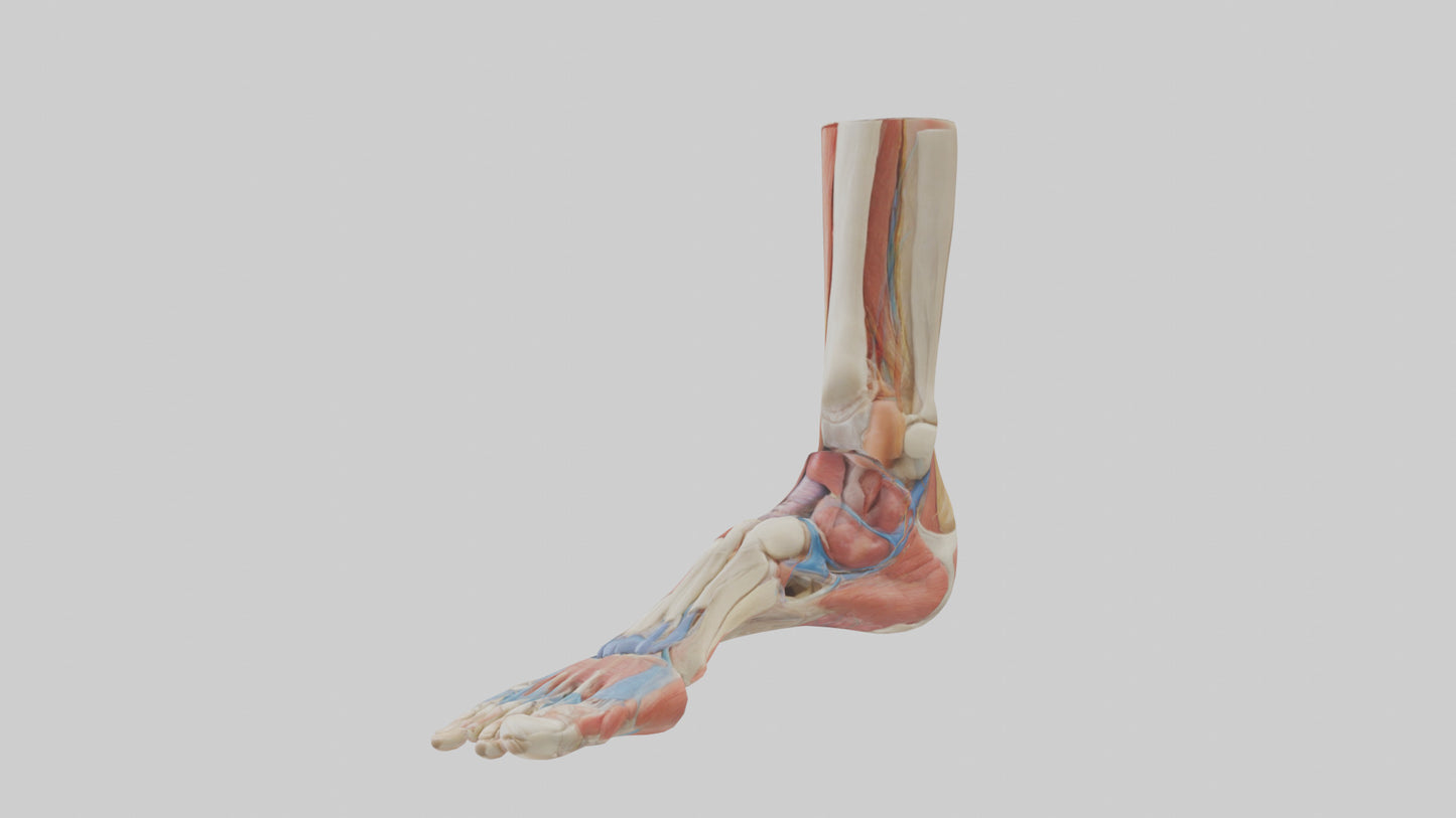 Human Foot Anatomy Model VR / AR / low-poly